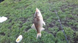 Рыбалка на поплавок карасика.