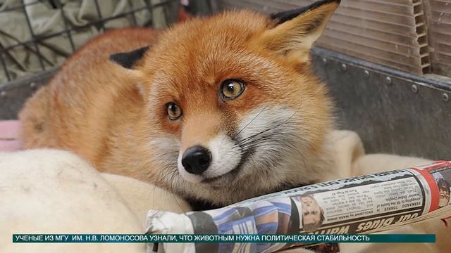 Новости науки 20.01.15 Universmotri univernews КФУ кфу