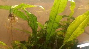 Супердемократия