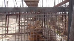 АМАДЕЙ запел, а АЛЬТАИР с СИРИУСОМ поняли законы львиного общежития) Парк львов Тайган #тайган