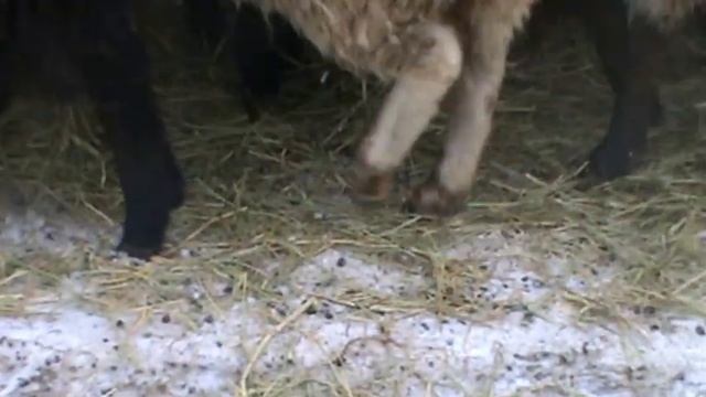 Наши овцы, прибавлени1.MPG смотреть онлайн