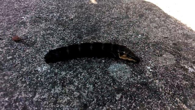 Elephant hawkmoth caterpillar смотреть онлайн