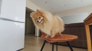 Какую из шести супервкуснях выберет Бася?