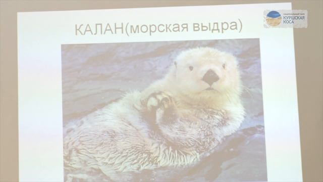 День тюленя на Куршской косе