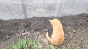 Кот поймал джунгарского хомяка.1