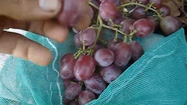 Сорт винограда Симпатия