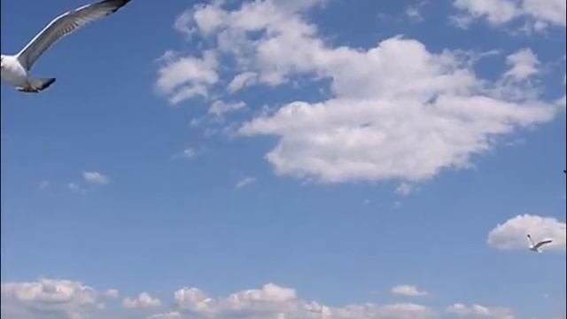 Зарей на алых парусах..... смотреть онлайн