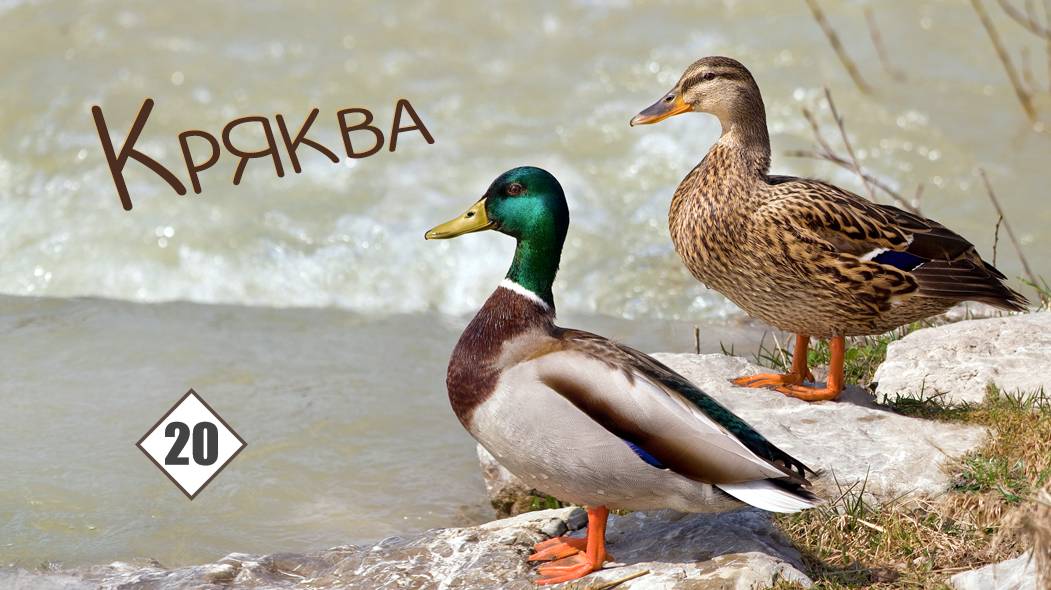 20_Кряква смотреть онлайн