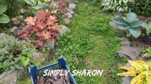 Великолепный сорт хосты Simply Sharon#hosta #хоста #сорта #коллекция