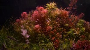 Ludwigia pantanal, Ludwigia white, Eriocaulon