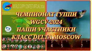 ВСЕМИРНАЯ ВЫСТАВКА ГУППИ WGCV-2024/Наши гуппи в классе 10.CAUDAL DELTA -MOSCOW (GREEN, PURPLE, BLUE)