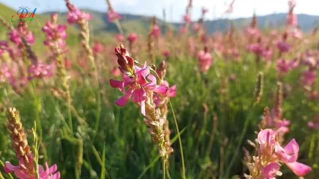 Azerbaijan - Gadabay & The Beauty of Flowers, Relaxing Sound of Birds смотреть онлайн