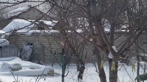 Ставрополь в снегу. Птицы за окном кушают из кормушки