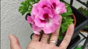 Пеларгония крупноцветковая, декоративное садовое или комнатное растение?