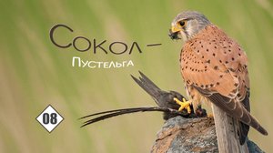 08_Сокол-пустельга