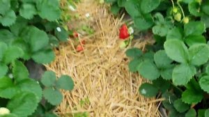 🍓Обзор клубники сорта мурано🍓