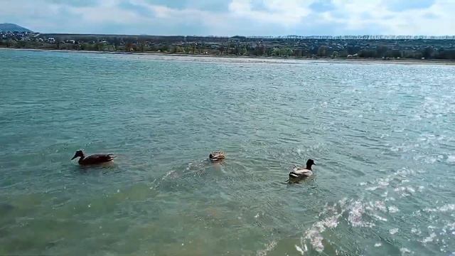 НОВОПЯТИГОРСКОЕ ОЗЕРО🌅КМВ 8 апреля 2024 смотреть онлайн