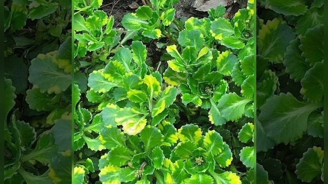 Камнеломка смотреть онлайн