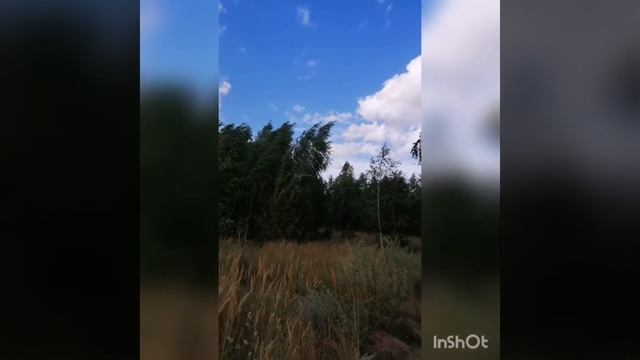 #природакрасота #березы#лето