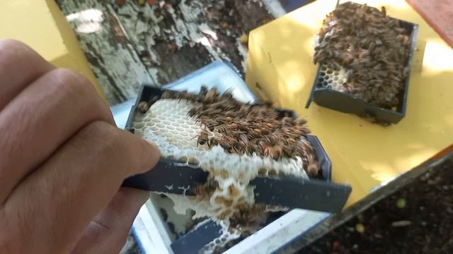 Отбор маток на лесном точке. смотреть онлайн