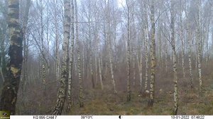 Keepguard KG895 30MP HD 4G LTE CLOUD.  3 Roedeers together in January. Date:2022-01-13