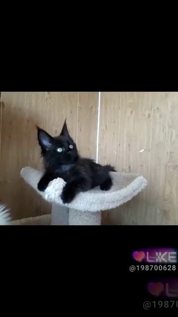 Котик породы мейн кун продажа 89242440003 смотреть онлайн