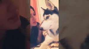 Хаски жалуется🤷🏻♀️