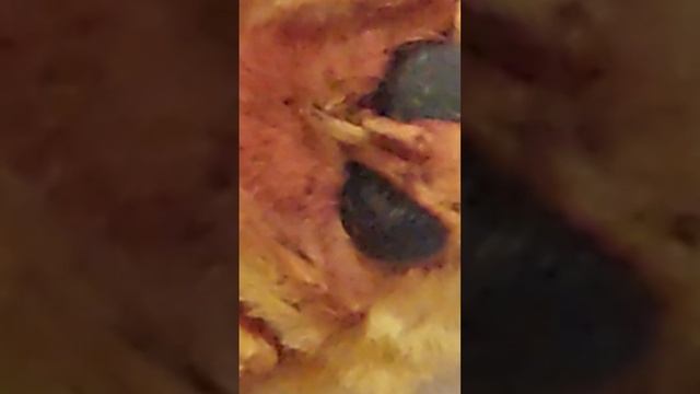 A mariposa citheronia que eu achei !! смотреть онлайн