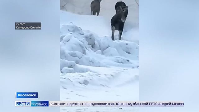 В районе посёлка Верх-Чумыш в Киселёвске из леса вышло целое семейство лосей