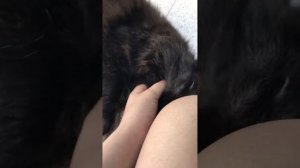 Кошка умерла