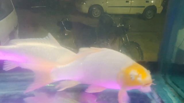 ##so beautiful## Diamond koi carp Fish ### смотреть онлайн