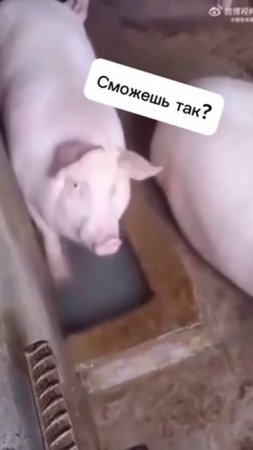 Смотри, как могу! 🐷😄😄