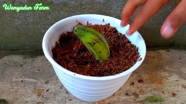 How to Grow Banana Tree from Banana Fruit - Easy Method 💯 Successfully FOR BEGINNER смотреть онлайн