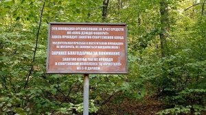 БЕЗУМНОЕ ПУТЕШЕСТВИЕ ПО ЛЕСУ!