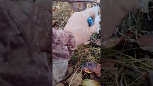 Покраска деревьев осенью. Вариант подготовки в зиму.