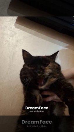 see tomorrow, cat sing #dreamface