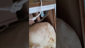 колонки Вега 25ас 309