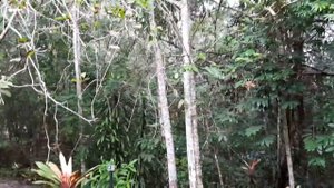 BRASIL. RAIN. AMAZON RAINFOREST2. Бразилия. Дождь. Дождевые леса Амазонии.