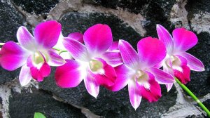 Sonia Earsakul дендробиум фаленопсис. Особенности ухода