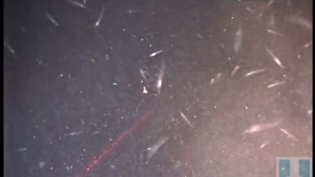 Squid Preying on Krill смотреть онлайн