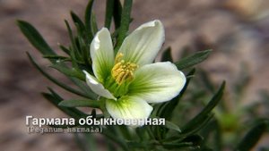 Гармала обыкновенная