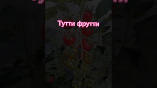 обзор 32 сортов и гибридов томата в Подмосковье смотреть онлайн