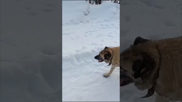 ПУША…ПУШИК….
Большой и очень добрый УЛЫБАКА