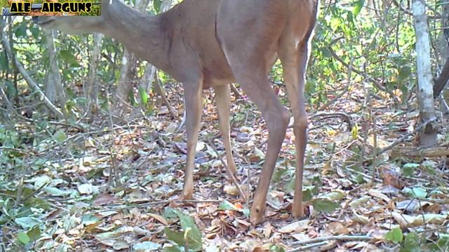 VEADO CATINGUEIRO E FILHOTE CÂMERA DE TRILHA смотреть онлайн