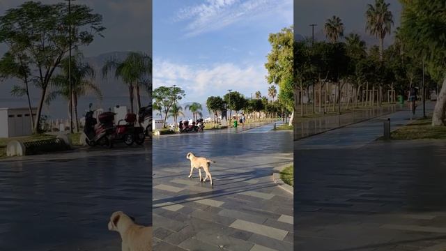 Анталия октябрь 2022 Ozkaymak Falez Hotel смотреть онлайн