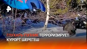 “Ж*** береги!”: боевой глухарь нападает на сноубордистов на курорте Шерегеш