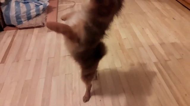 Померанский шпиц. Наш Фил танцор. смотреть онлайн