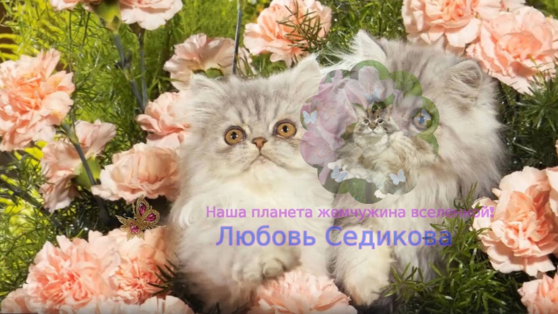 Поздравление с 9 мая. от Котят!  7