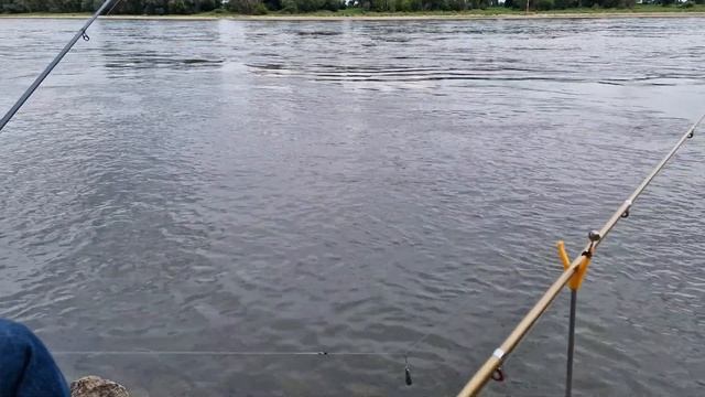 Крупная плотва на кукурузу. Ловим целенаправленно плотву на кукурузу и бычка на червя. Река Рейн.