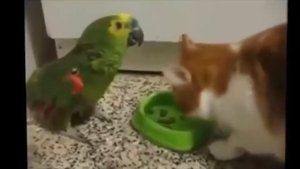 Попугай нечайно рыгнул на кота